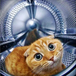 poorcat